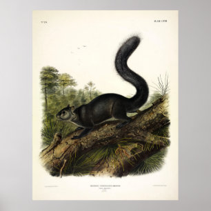 Dusky Squirrel or Mexican Grey Squirrel by Audubon Poster