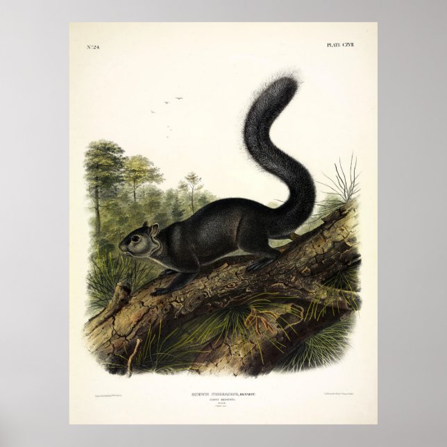 Dusky Squirrel or Mexican Grey Squirrel by Audubon Poster (Front)