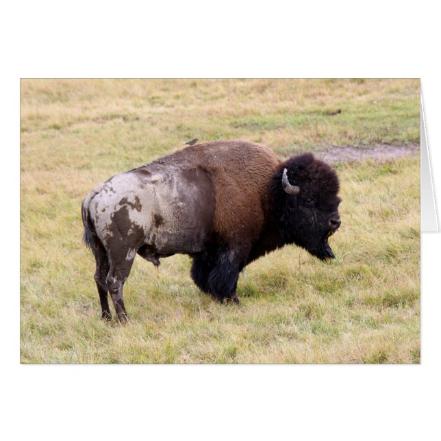 Dusty Bison Bull in Yellowstone National Park (Front Horizontal)