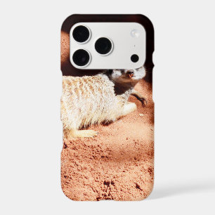 Dusty Discoveries: Meerkat with Dirt on Its Nose