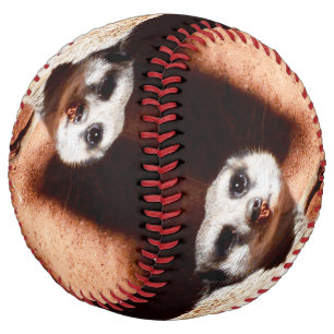 Dusty Discoveries: Meerkat with Dirt on Its Nose Softball
