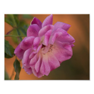 Dusty Pink Rose Photo Print