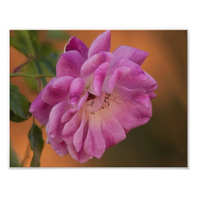 Dusty Pink Rose Photo Print (Front)