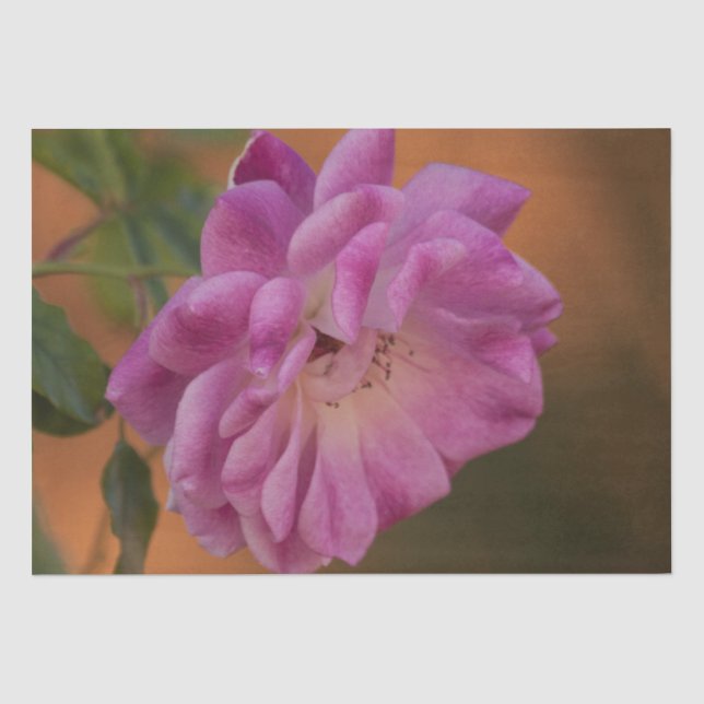 Dusty Pink Rose Tissue Paper (Front)