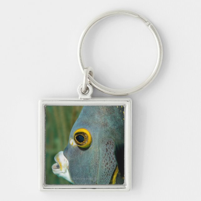 Dutch Antilles, Bonaire, Underwater close-up Key Ring (Front)