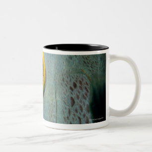 Dutch Antilles, Bonaire, Underwater close-up Two-Tone Coffee Mug