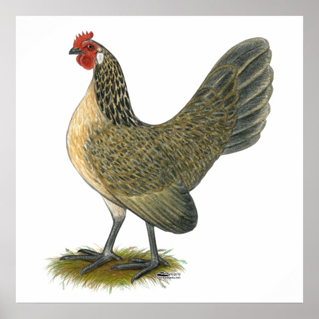 Dutch Bantam:  Blue Quail Hen Poster (Front)