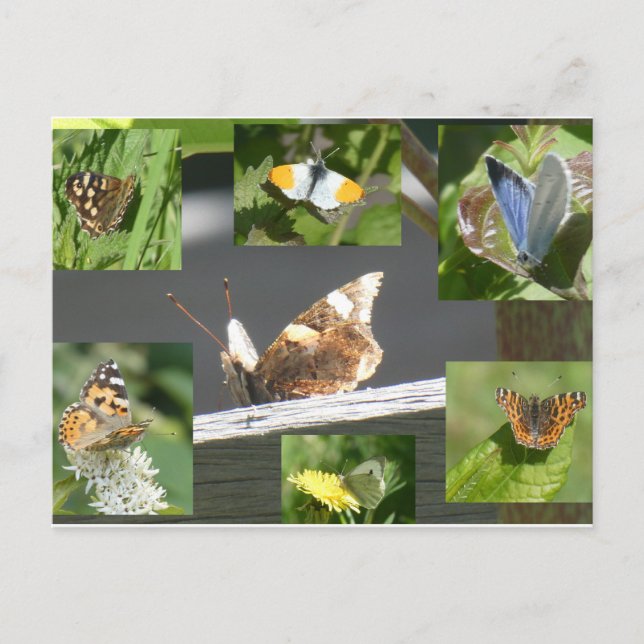 Dutch Butterflies Collage DIY Postcard (Front)