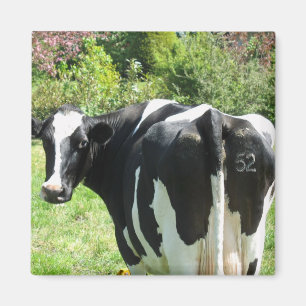 Dutch Cow Number 52 Looking behind her Magnet