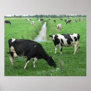 Dutch Dairy Cows Poster Print Gifts