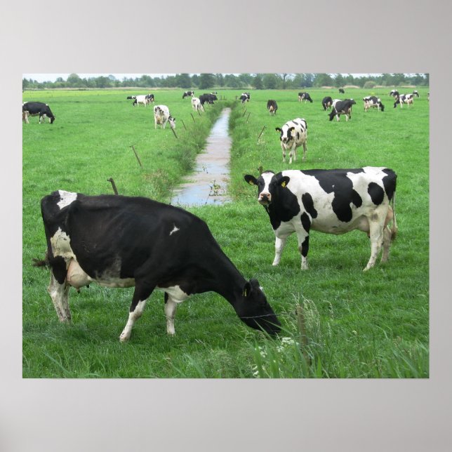 Dutch Dairy Cows Poster Print Gifts (Front)