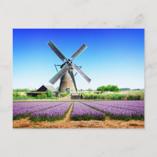 Dutch Farm Windmill and Purple Flower Field Postcard