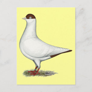 Dutch Helmet Pigeon Postcard