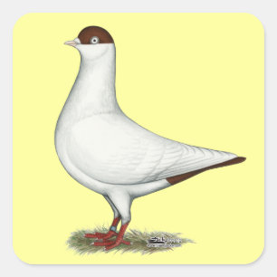 Dutch Helmet Pigeon Square Sticker