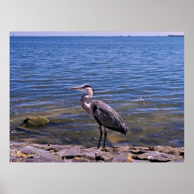 Dutch  Heron Poster (Front)