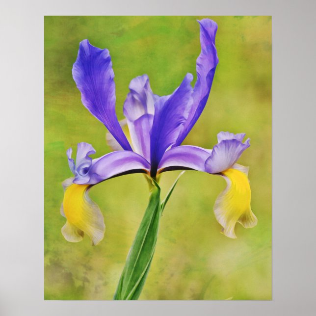 Dutch Iris Flower Photographic Art Print (Front)