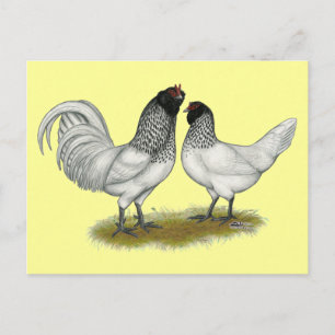 Dutch Owl Beard Chickens Postcard