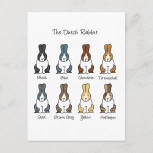 Dutch Rabbit Colours Postcard