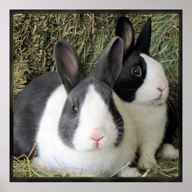 Dutch rabbits large canvas photo poster (Front)