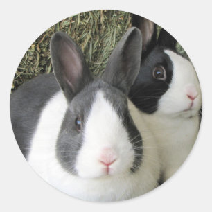 dutch rabbits sticker