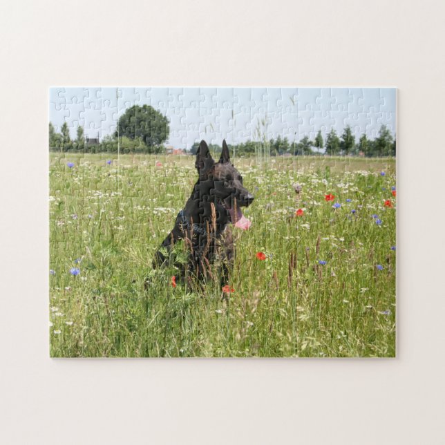 Dutch Shepherd dog in a field Jigsaw Puzzle (Horizontal)