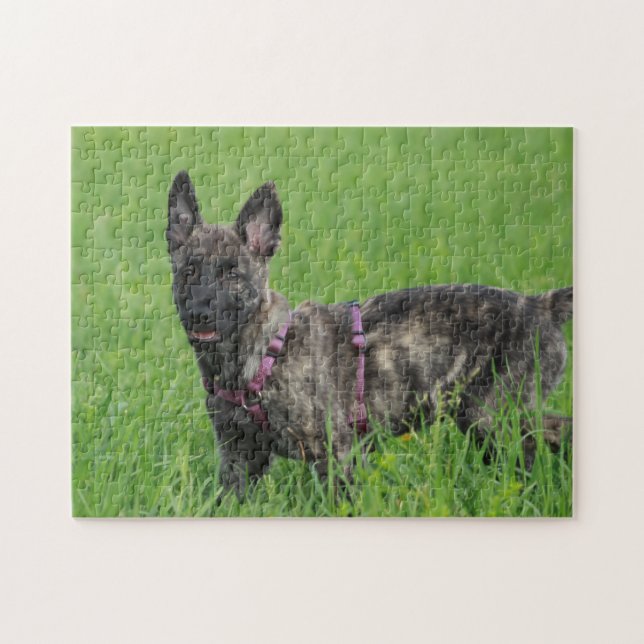 Dutch Shepherd Dog  Jigsaw Puzzle (Horizontal)