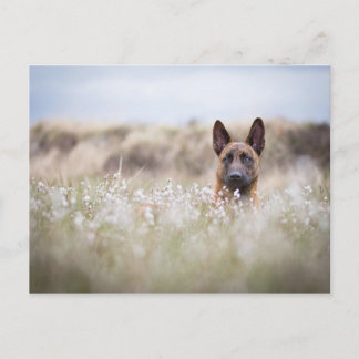 Dutch shepherd in the moor postcard