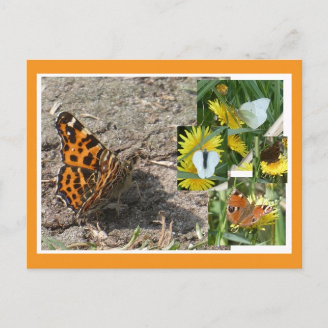 Dutch Summer Butterflies Collage DIY Postcard (Front)