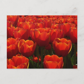Dutch tulips postcard