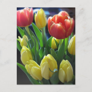 Dutch Tulips Postcard