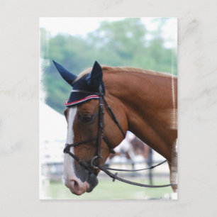 Dutch Warmblood Horse Postcard