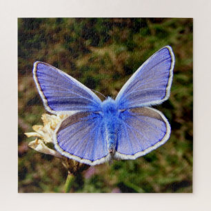 Dwarf Blue Butterfly Jigsaw Puzzle