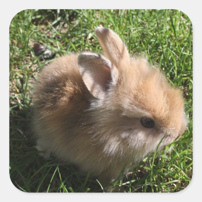 Dwarf Bunny Stickers (Front)