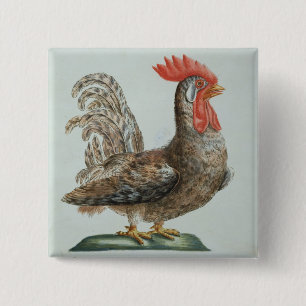 Dwarf Cockerel, c.1767-76 (hand coloured engraving 15 Cm Square Badge