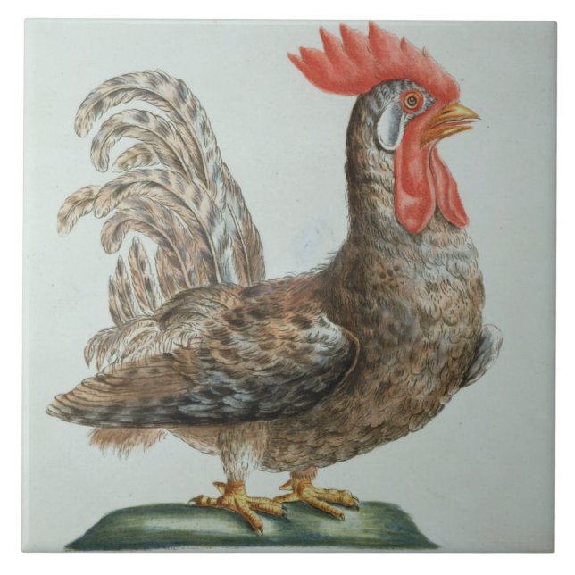 Dwarf Cockerel, c.1767-76 (hand coloured engraving Tile (Front)