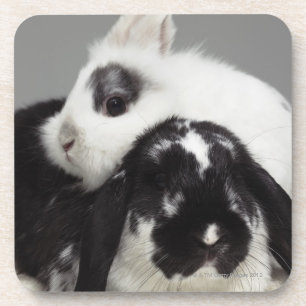 Dwarf-eared rabbit leaning over lop-eared coaster