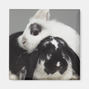 Dwarf-eared rabbit leaning over lop-eared magnet