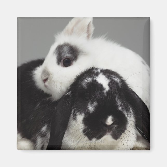Dwarf-eared rabbit leaning over lop-eared magnet (Front)