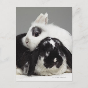 Dwarf-eared rabbit leaning over lop-eared postcard