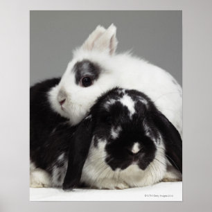 Dwarf-eared rabbit leaning over lop-eared poster