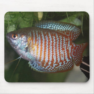 Dwarf Gourami - Colisa lalia Mouse Pad