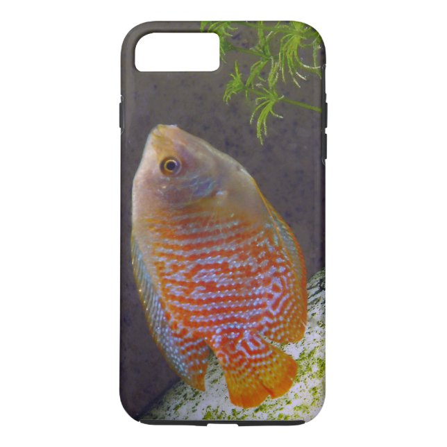 Dwarf Gourami Fish Case-Mate iPhone Case (Back)
