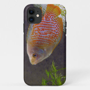 Dwarf Gourami Fish iPhone 11 Case