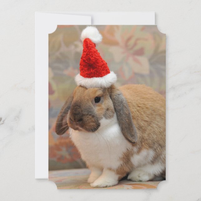 Dwarf lop bunny or rabbit (Front)