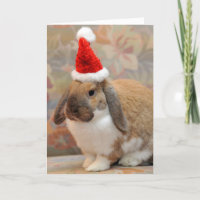 Dwarf lop bunny or rabbit