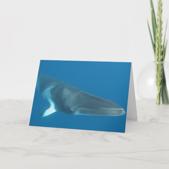 Dwarf Minke Whale Card (Front)