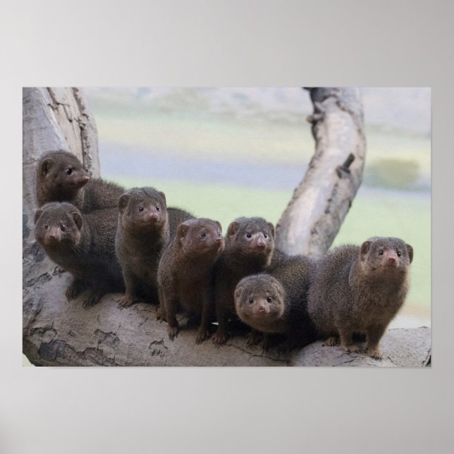 Dwarf Mongoose Pack Poster (Front)