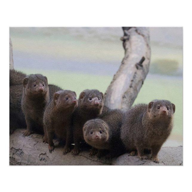 Dwarf Mongoose Pack Poster (Front)