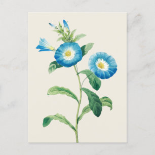 Dwarf Morning Glory by Pierre Joseph Redoute Postcard