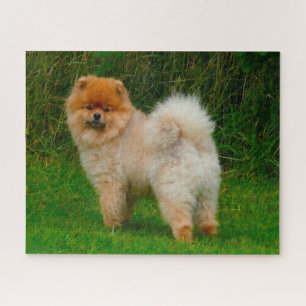 Dwarf Spitz Pomeranian Dog. Jigsaw Puzzle